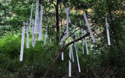 Projeção de Documentário | Eternal Forest Portugal | 19-26 nov. | 10h00 / 14h30 | BNP